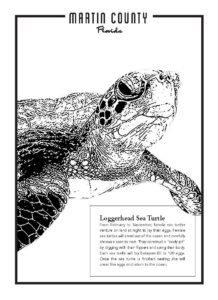 Loggerhead Sea Turtle