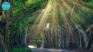 Heavily wooded path