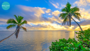 Palms hanging over the water